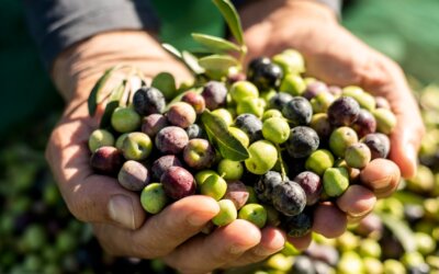 Cómo se preparan las aceitunas