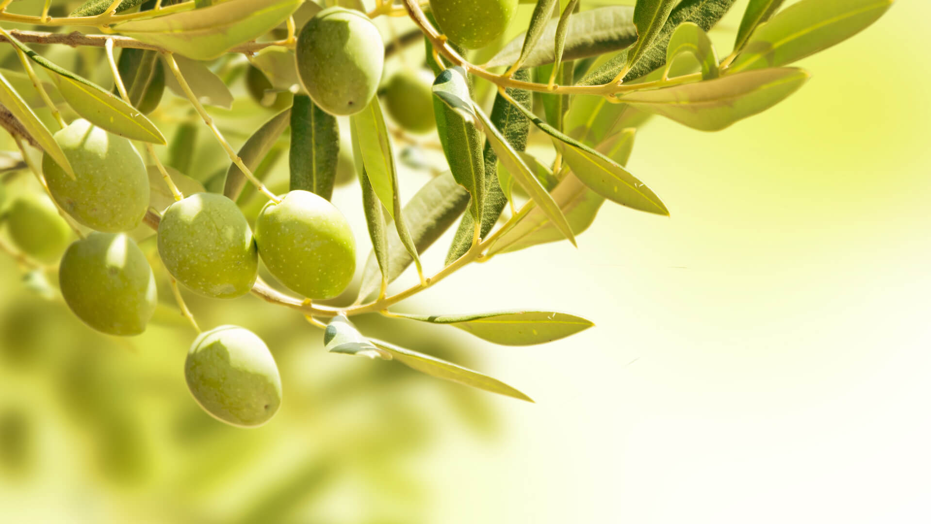 propiedades aceitunas